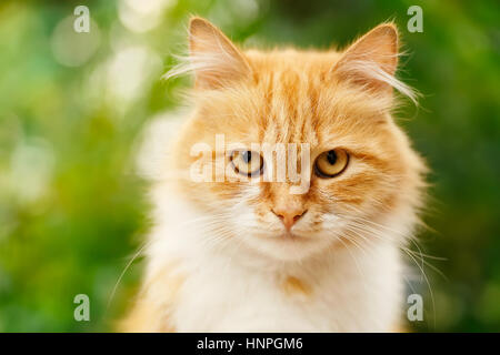 Portrait de la belle ginger chat dans le jardin. Chat rouge. Chat à tête rouge. Portrait de gingembre à la cat. Beau chat roux avec les yeux jaune Banque D'Images