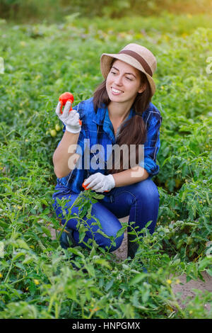 Jeune agriculteur harvesting tomatoes. Femme dans son jardin la récolte de tomates. Jeune fille heureuse avec la tomate. La récolte Banque D'Images