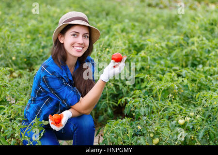 Jeune agriculteur harvesting tomatoes. Femme dans son jardin la récolte de tomates. Jeune fille heureuse avec la tomate. La récolte Banque D'Images