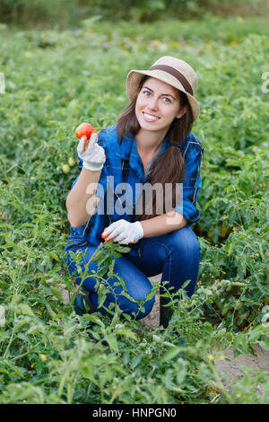 Femme en plantation de tomates. Jeune agriculteur harvesting tomatoes. Femme dans son jardin la récolte de tomates. Jeune fille heureuse avec la tomate. La récolte Banque D'Images