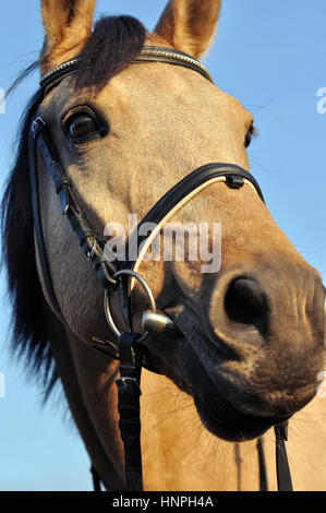 Close-up of horse en journée ensoleillée sur fond de ciel bleu Banque D'Images