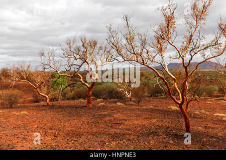 Eucalyptus brûlées dans l'outback, Pilbara, Australie occidentale. Banque D'Images