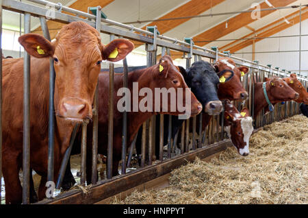 Les Vaches à l'intérieur d'une grange à une station d'alimentation avec du foin sur le sol. Une vache vous regarder avec intérêt. Banque D'Images