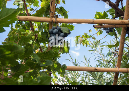 Beaux raisins au soleil Banque D'Images