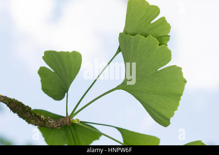 Mädchenhaarbaum Fächertanne, Ginkgo, Blatt, Blätter,, le Ginkgo biloba, arbre aux 40 écus, arbre aux quarante écus Ginkgo, Ginko, Banque D'Images