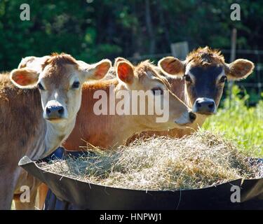 Trois vaches de Jersey de manger du foin sur une ferme. Banque D'Images