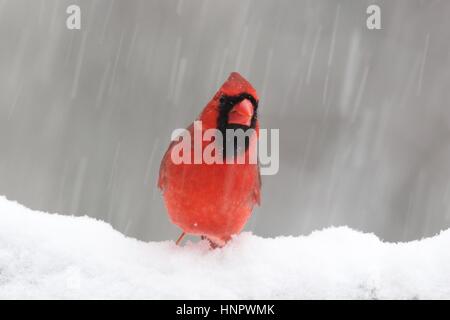 Un mâle rouge cardinal rouge (Cardinalis cardinalis) se percher dans un blizzard de l'hiver. Banque D'Images