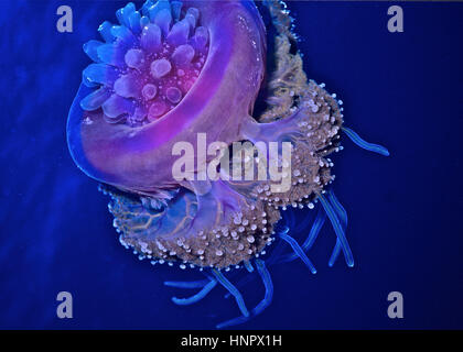 La couronne jellyfish (Netrostoma) setouchianum a une rainure profonde de courir dans le cadre d'où le nom commun. Les tentacules en dessous. Mer Rouge. Banque D'Images