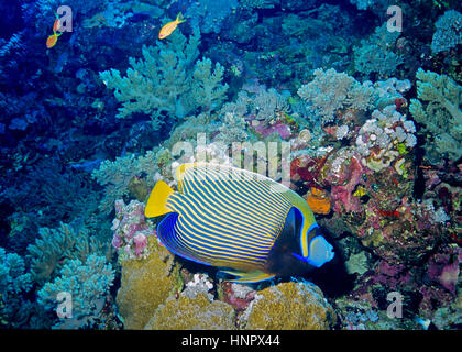 Un empereur (angelfish Pomacanthus imperator) à côté d'un récif de corail. Célèbre pour la beauté de ses motifs et couleurs très distinctif. Mer Rouge. Banque D'Images