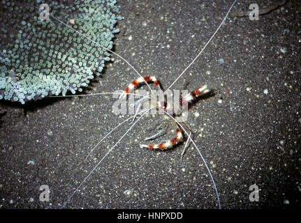 Une crevette Stenopus hispidus (corail) à côté d'une anémone Stichodactyla haddoni (tapis). Cette crevette va nettoyer les poissons de passage. Sulawesi, Indonésie. Banque D'Images