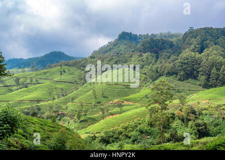 Paysage de plantations de thé au Sri Lanka Banque D'Images