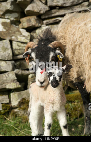 Brebis Swaledale mule avec l'agneau, produits par blue face leicester ram. North Yorkshire, UK. Banque D'Images