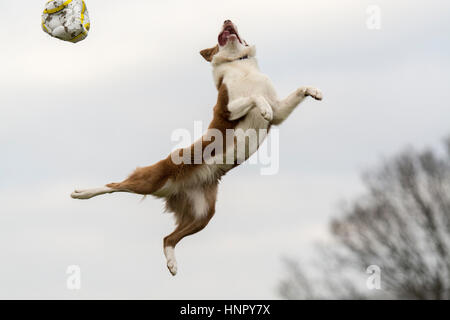 Border Collie berger sautant en l'air pour attraper un ballon de football. Banque D'Images