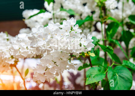 Belle fleur lilas blanc à sunny Vesnine bonne journée Banque D'Images