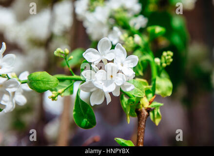 Belle fleur lilas blanc à sunny Vesnine bonne journée. Banque D'Images