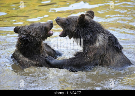 L'ours brun, de lutte contre l'ours dans l'eau Banque D'Images