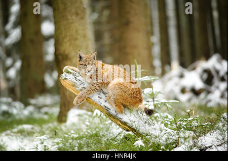 Lynx eurasien cub couchée sur tronc d'arbre en hiver avec la neige autour des forêts colorées. Arbres en arrière-plan. Congeler pendant la saison froide. Banque D'Images