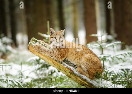 Lynx eurasien cub couchée sur tronc d'arbre en hiver avec la neige autour des forêts colorées. Arbres en arrière-plan. Congeler pendant la saison froide. Banque D'Images