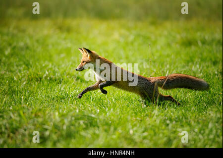Le renard roux et le saut dans l'herbe verte runing Vue de côté Banque D'Images