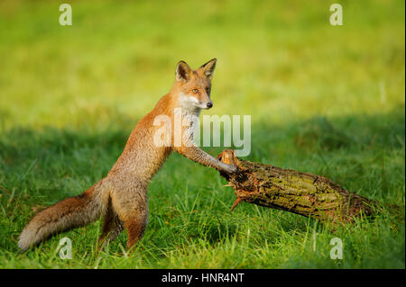 Red Fox debout dans l'herbe verte penchant à tronc de l'arbre dans le magnifique soleil d'automne Banque D'Images