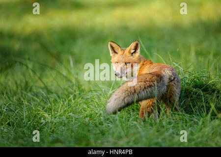 Red Fox à la traîne dans l'herbe verte avec une belle queue en face Banque D'Images