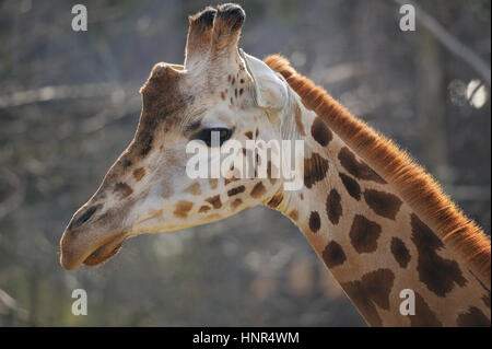 Girrafe tête de gauche à gauche Banque D'Images