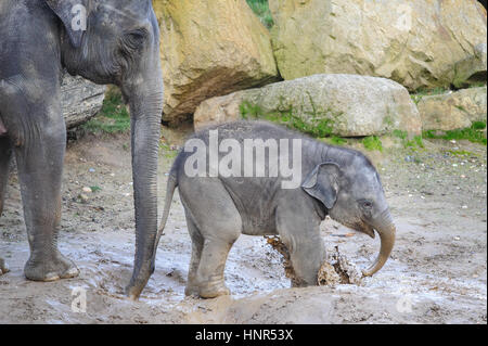 Bébé éléphant jouant dans la boue avec sa mère derrière lui Banque D'Images