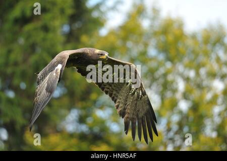 Flying Eagle steppe avec les arbres d'automne en arrière-plan Banque D'Images