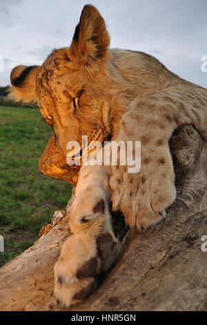 Lion endormi sur le tronc de l'arbre au coucher du soleil Banque D'Images