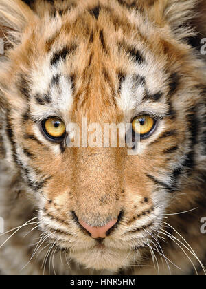 Tete De Bebe Tigre Gros Plan Photo Stock Alamy