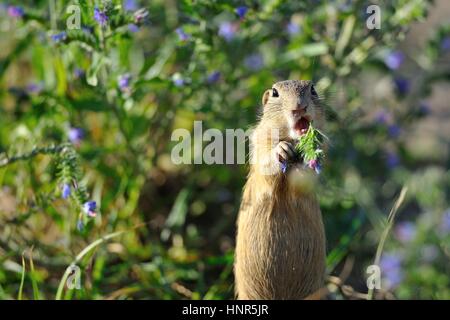 Dans le spermophile européenne fleurs violettes Banque D'Images