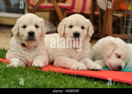 Trois chiots golden retriever restin sur jardin Banque D'Images