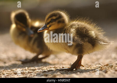 Deux petits canards colverts sauvages ou sur sol brun à partir de la vue rapprochée Banque D'Images