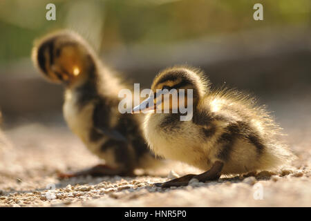 Deux petits canards colverts sauvages ou sur sol brun à partir de la vue rapprochée Banque D'Images