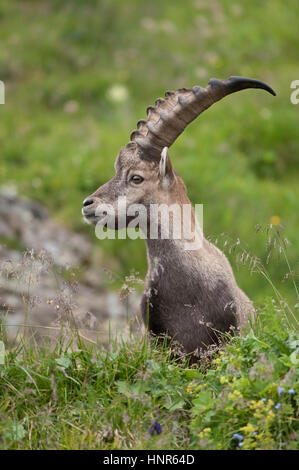 Capricorne dans les Alpes, Steinbock in den Alpen Banque D'Images