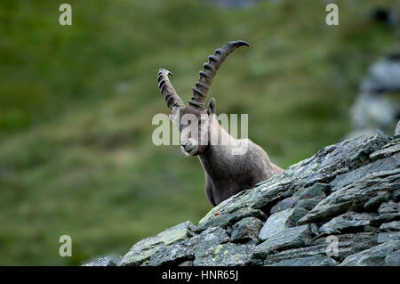 Capricorne dans les Alpes, Steinbock in den Alpen Banque D'Images