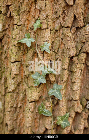 Ivy grandir un tronc d'arbre Banque D'Images