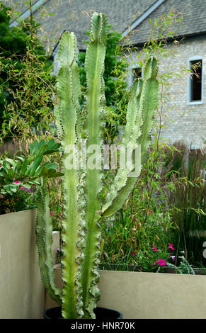 Euphorbia ammak variegata Banque D'Images