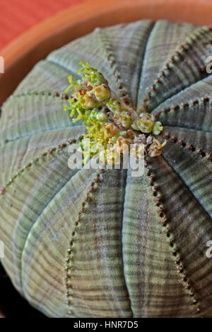 Euphorbia cavernularia, Banque D'Images