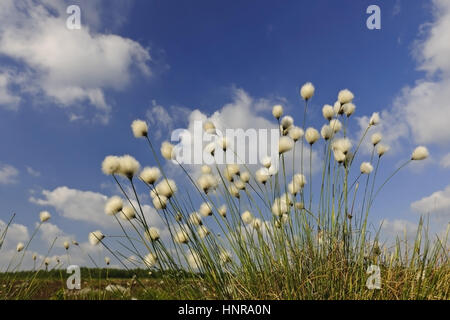 Les linaigrettes (Eriophorum linaigrette de, ou cottonsedge Banque D'Images