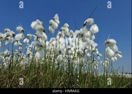 Les linaigrettes (Eriophorum linaigrette de, ou cottonsedge Banque D'Images