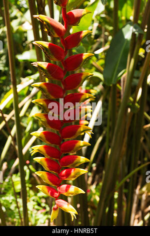 Heliconia rouge fleur en milieu naturel, au Brésil Banque D'Images