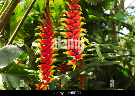 Heliconia rouge fleur en milieu naturel, au Brésil Banque D'Images