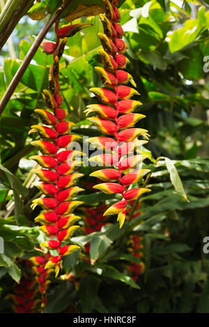 Heliconia rouge fleur en milieu naturel, au Brésil Banque D'Images