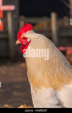 Blanc de poulet en cour de ferme. Banque D'Images