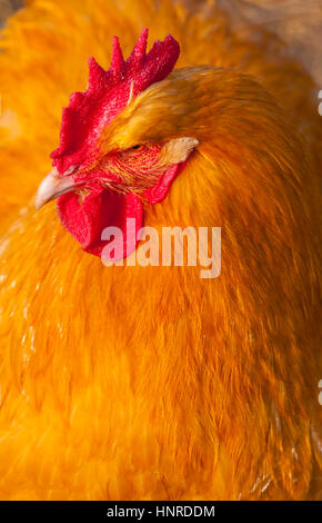 Poulet Buff Orpington Banque D'Images