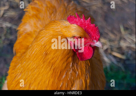 Poulet Buff Orpington Banque D'Images