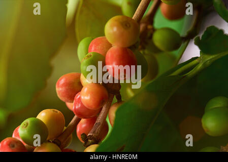 Café en grains colorés de macro sur l'arbre dans la lumière du soleil Banque D'Images