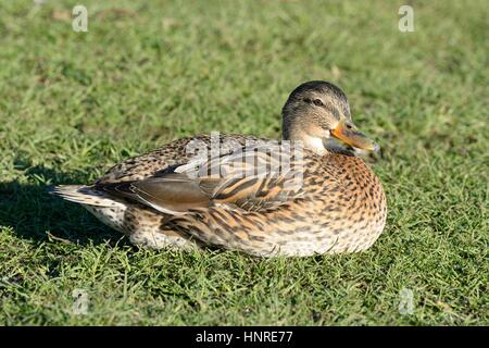 Une femelle Canard colvert assis sur l'herbe au soleil Banque D'Images