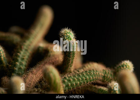 Cactus vert close up isolé sur fond noir Banque D'Images